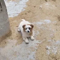 سگ پاکوتا 3 ماهه