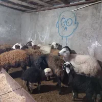 گوسفند بره دار و شیر کرده