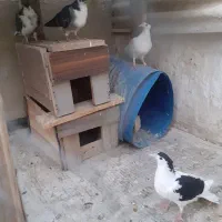 مفلق دمگیر