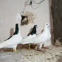 کبوتر پرشی رنگه