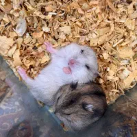 همستر کمپل ۲۰ روزه (مینیاتوری)|موش و خرگوش|اصفهان, بهارستان|دیوار