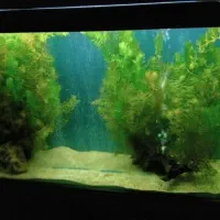 گیاه آکواریومی شویدی مخصوص اکواریوم