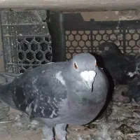 کبوتر|پرنده|خاش, |دیوار