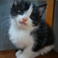 واگذاری رایگان بچه گربه