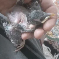 جوجه مینا