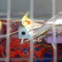 عروس هلندی بالغ کار داده