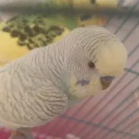 یک جفت مرغ عشق مولد