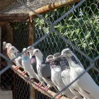 کفتر ساعت بالا|پرنده|رشت, احمد گوراب|دیوار