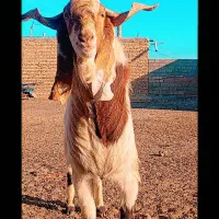 نربز۲سال|حیوانات مزرعه|تربت جام, جامرود|دیوار