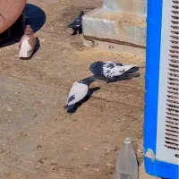 جفت سرور دم سفید و سینه سیاه بی عیب|پرنده|صدرا-فارس, فاز ۱|دیوار