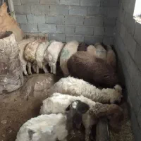 انبار-جهت-پروار-کاور-خوا-زم