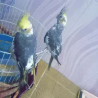 عروس هلندی
