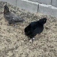 دو عدد مرغ سلطان و خروس گلین