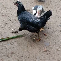 مرغ گلین لری|حیوانات مزرعه|طاهرگوراب, |دیوار