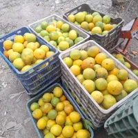 خرید پرتقال و نارنگی و نارنج  پرتقال و نارنگی|خدمات باغبانی و درختکاری|امامزاده عبدالله, |دیوار