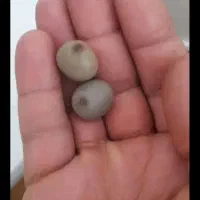 سنگ بخت اقبال محبت