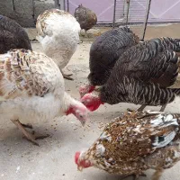 بوقلمون نر و ماده|حیوانات مزرعه|ایذه, |دیوار