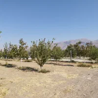 فروش باغ شهری 1000متری|فروش خانه و ویلا|مرودشت, نقش رستم|دیوار