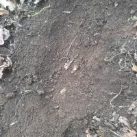 کود حیوانی|خدمات باغبانی و درختکاری|املش, |دیوار