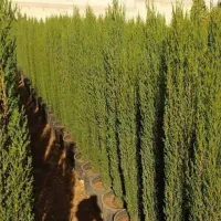 حراج انواع درخت ( سرو ناز و..) به قیمت عمده