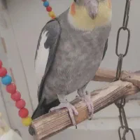 معاوضه|پرنده|ارومیه, |دیوار