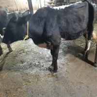 گوساله نر دورگ چالوسی (ورزاکوله) کوچصفهان (گاو نر)