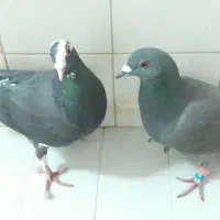یک جفت کبوتر حمال حرفه ای