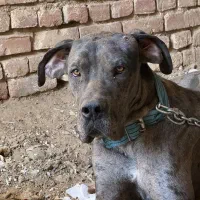 گریدین9ماهه شناسنامه دارواکسن خورده|سگ|بردسکن, |دیوار