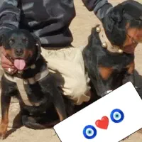 رتوایلر ماده