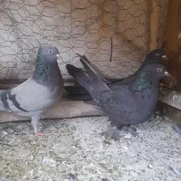 ماده گچی سیاه گرگی