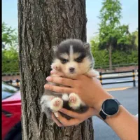 پامسکی اورجینال بشرط بازدید و کیفیت