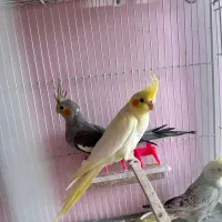 جوجه عروس ۳ ماه|پرنده|سبزوار, غرب نیروگاه|دیوار