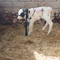 گاو|حیوانات مزرعه|رستم, |دیوار