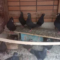 زاغ کاکلی