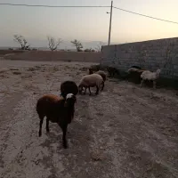 کاور بره فروشی|حیوانات مزرعه|تربت جام, میان جام|دیوار