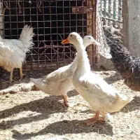 اردک تخمگذار