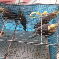 عروس هلندی|پرنده|شفت, |دیوار