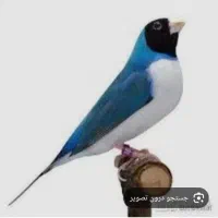 فنچ آبی گلدین
