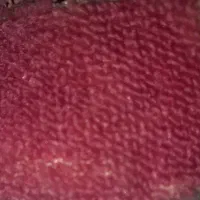 موکت
