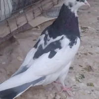 کبوتر کفتر|پرنده|تهران, جی|دیوار