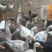 غاز و قوغاز