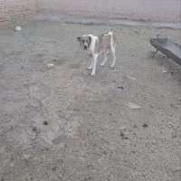 سگ ماده تیتان