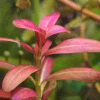 پک کامل گیاهان پلنت|ماهی|اراک, |دیوار