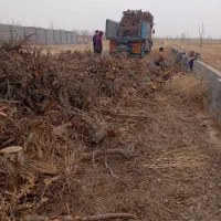 خرید کنده درخت و چوب سقفی|خدمات باغبانی و درختکاری|نیشابور, تریا پارک|دیوار