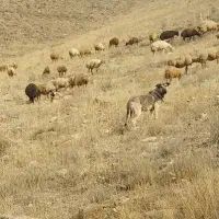 ماده سرابی ۱۱ ماهه