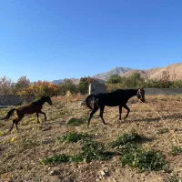 فروش اسب|اسب و تجهیزات اسبسواری|دماوند, دماوند|دیوار