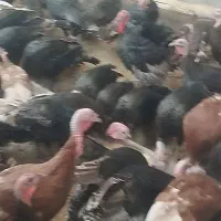 بوقلمون محلی