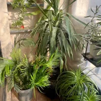 سیکاس لیندا آگاو یوکا