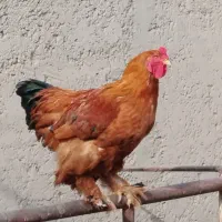 خروس برهما|حیوانات مزرعه|دشتابی, |دیوار