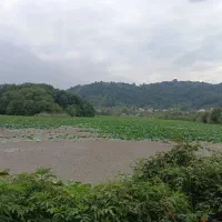 کاه فروشی گندم جو یک خاور